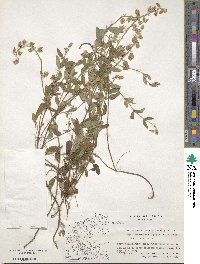 Helianthemum nummularium image