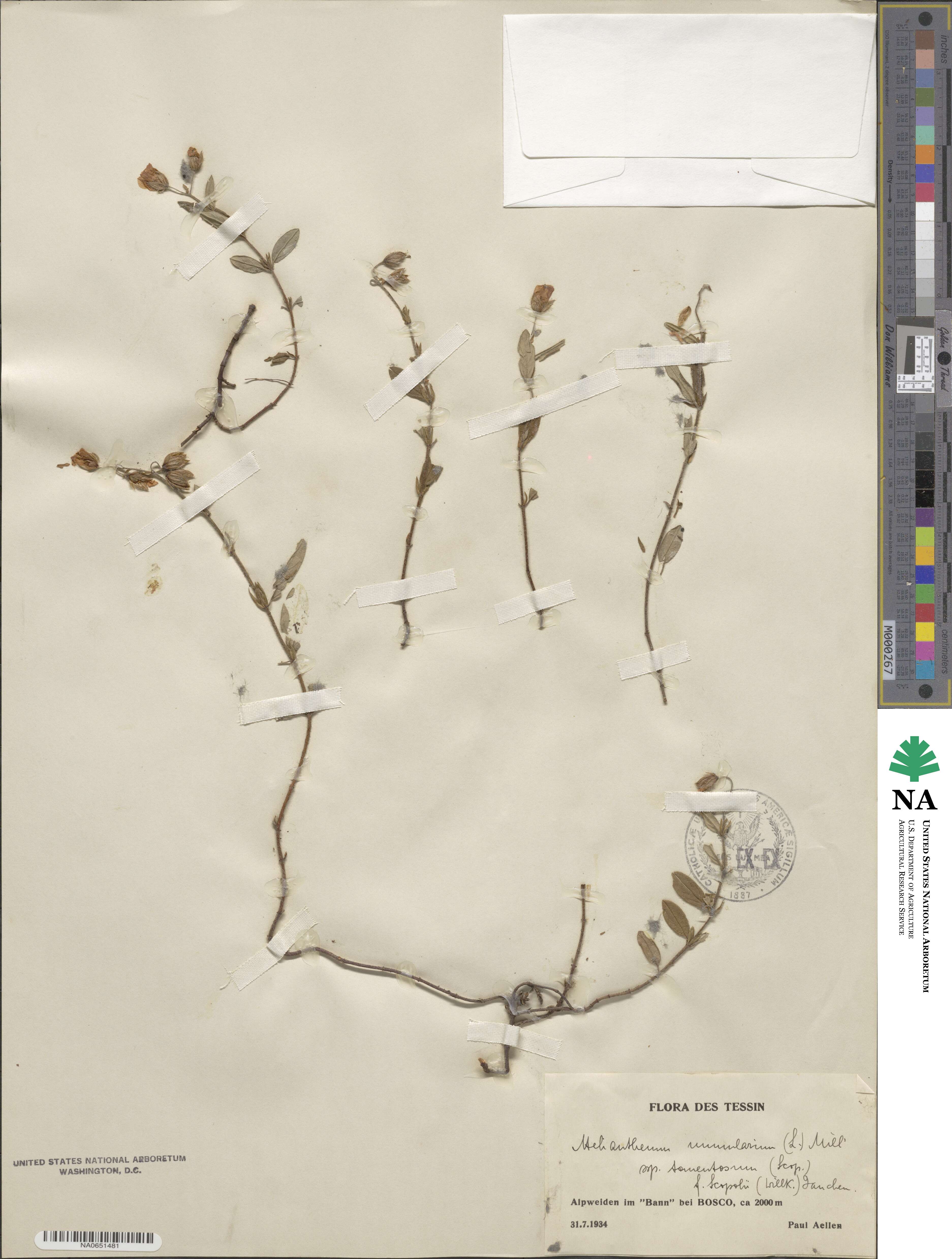 Helianthemum nummularium subsp. tomentosum image