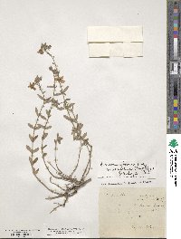 Helianthemum nummularium image