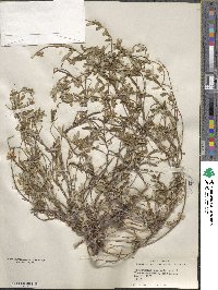 Helianthemum nummularium image