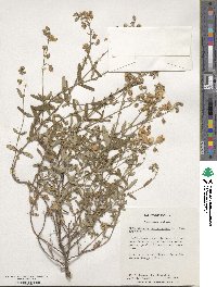 Helianthemum nummularium image