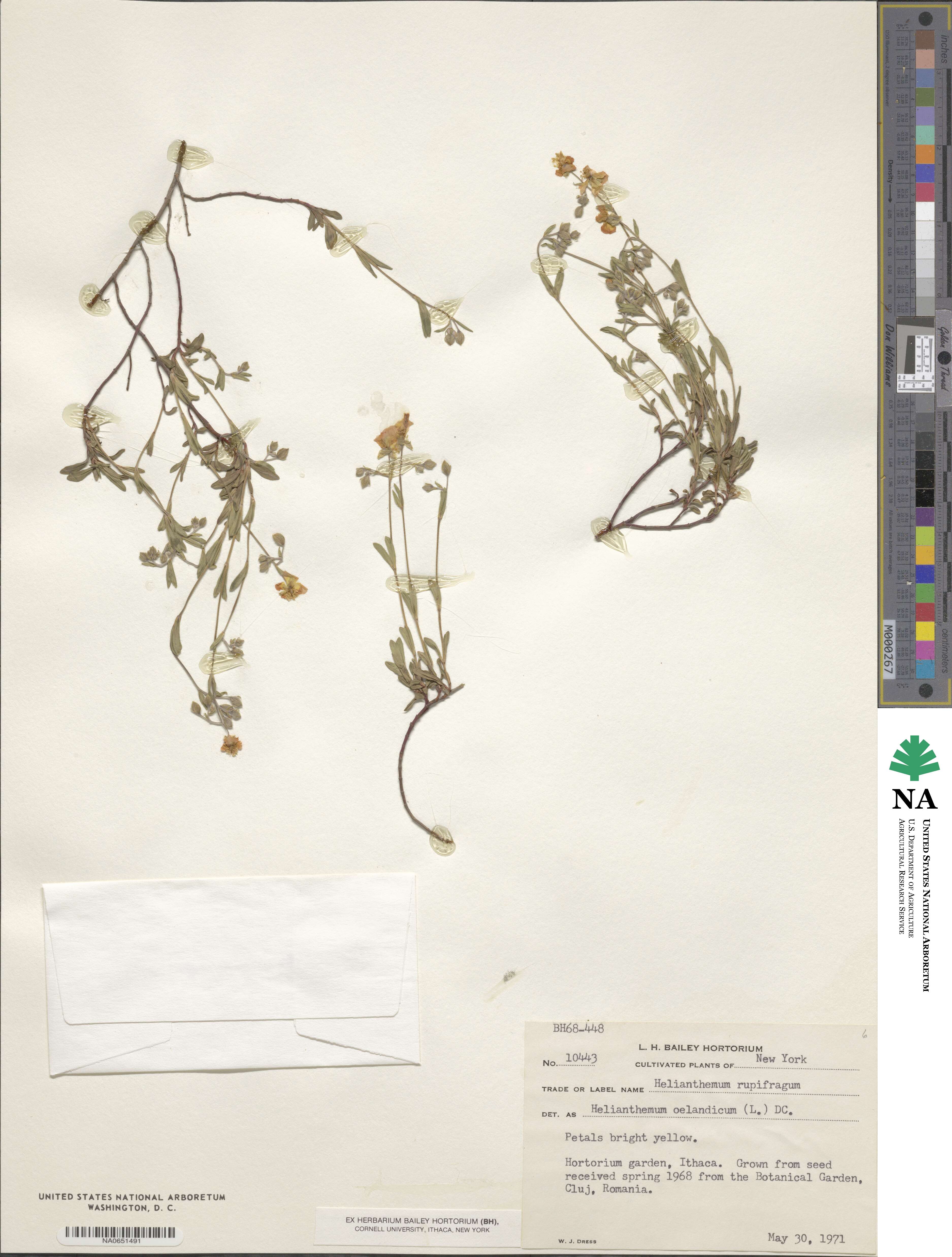 Helianthemum oelandicum image