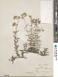 Helianthemum nummularium image