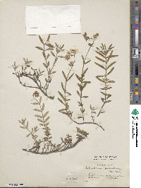 Helianthemum nummularium image