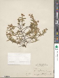 Helianthemum vulgare image