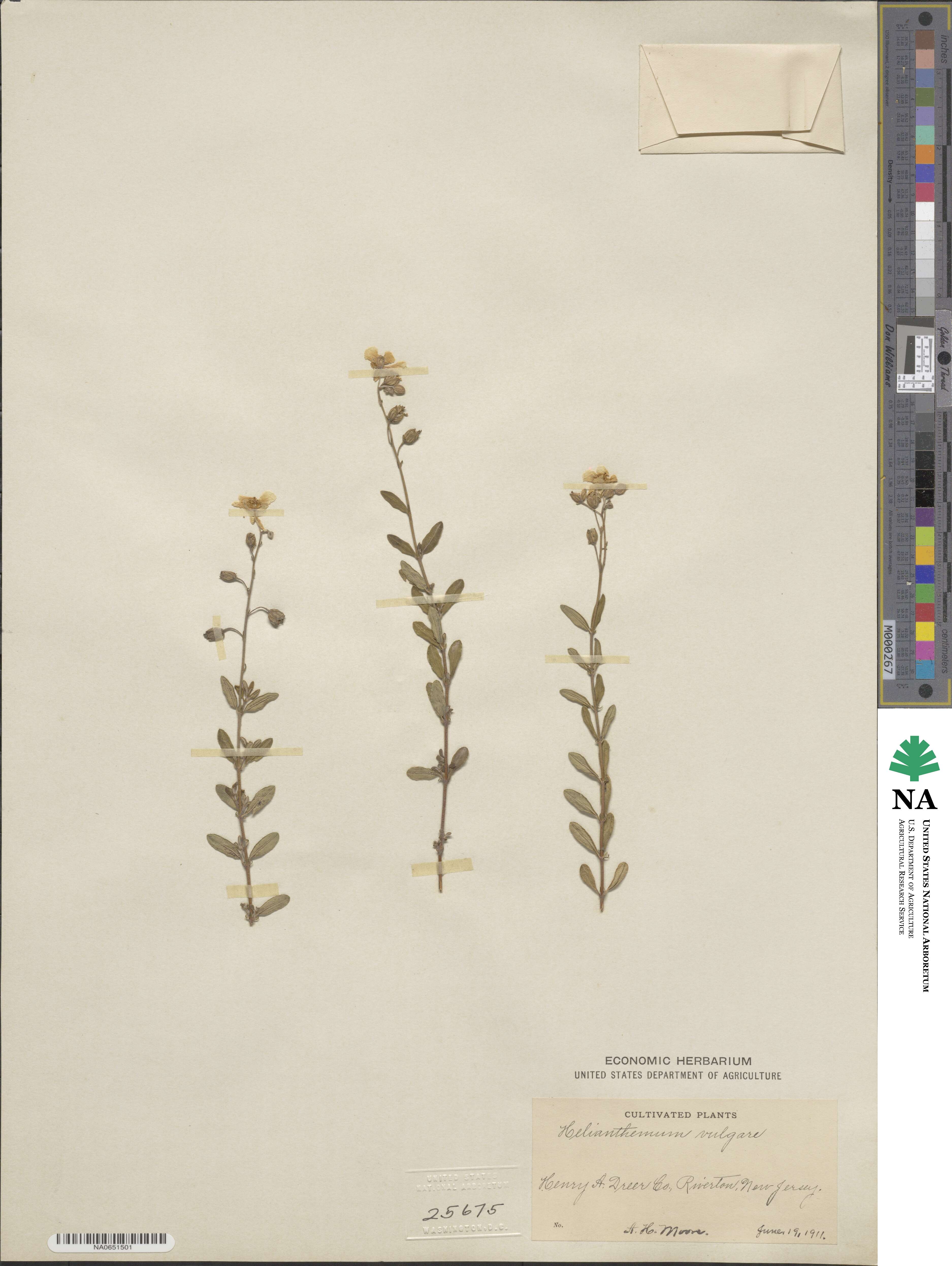Helianthemum vulgare image