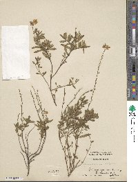 Helianthemum vulgare image