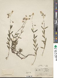 Helianthemum vulgare image