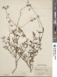 Helianthemum vulgare image