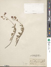 Helianthemum vulgare image