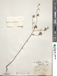 Helianthemum ledifolium image