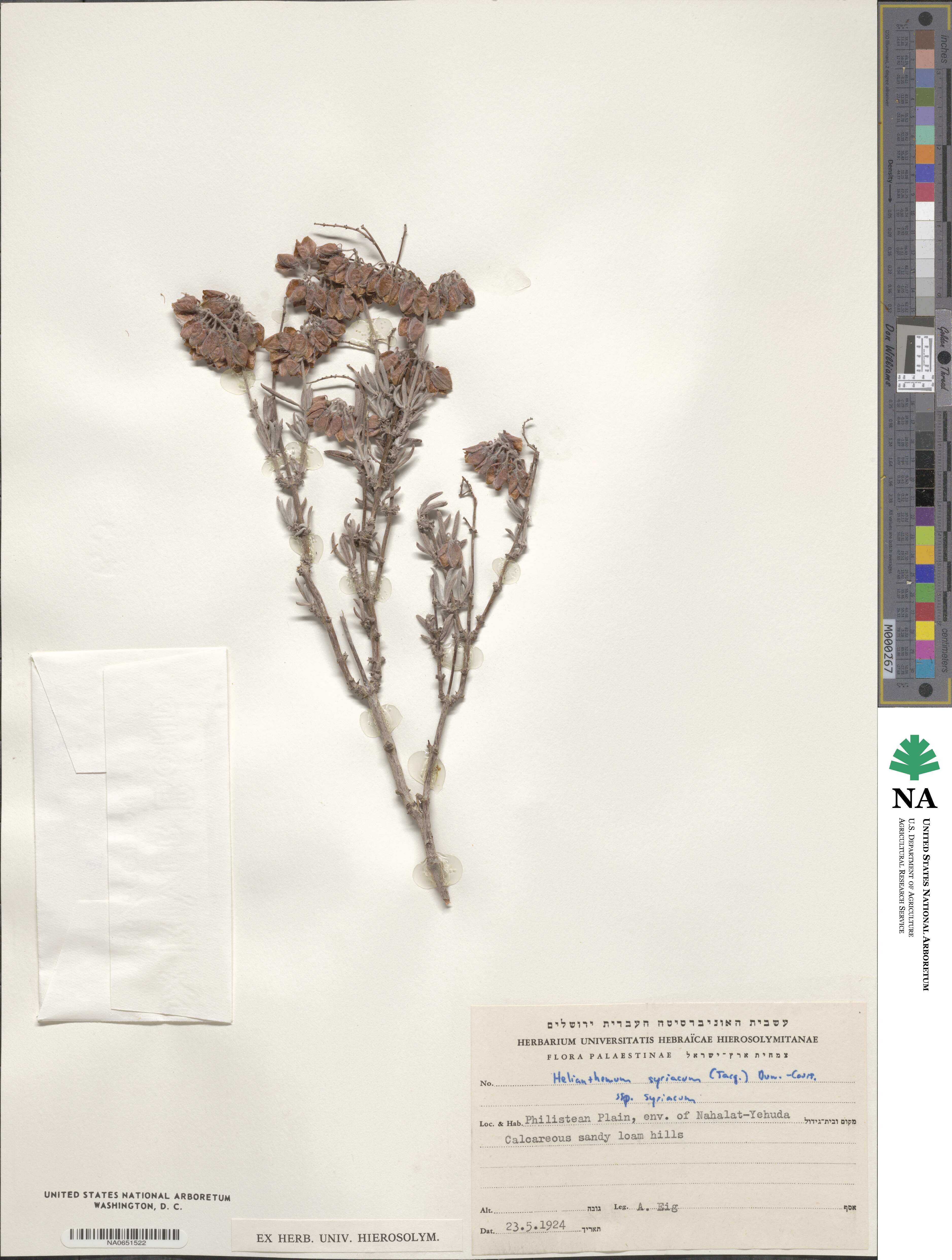 Helianthemum syriacum image