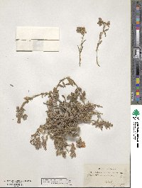 Helianthemum vesicarium image