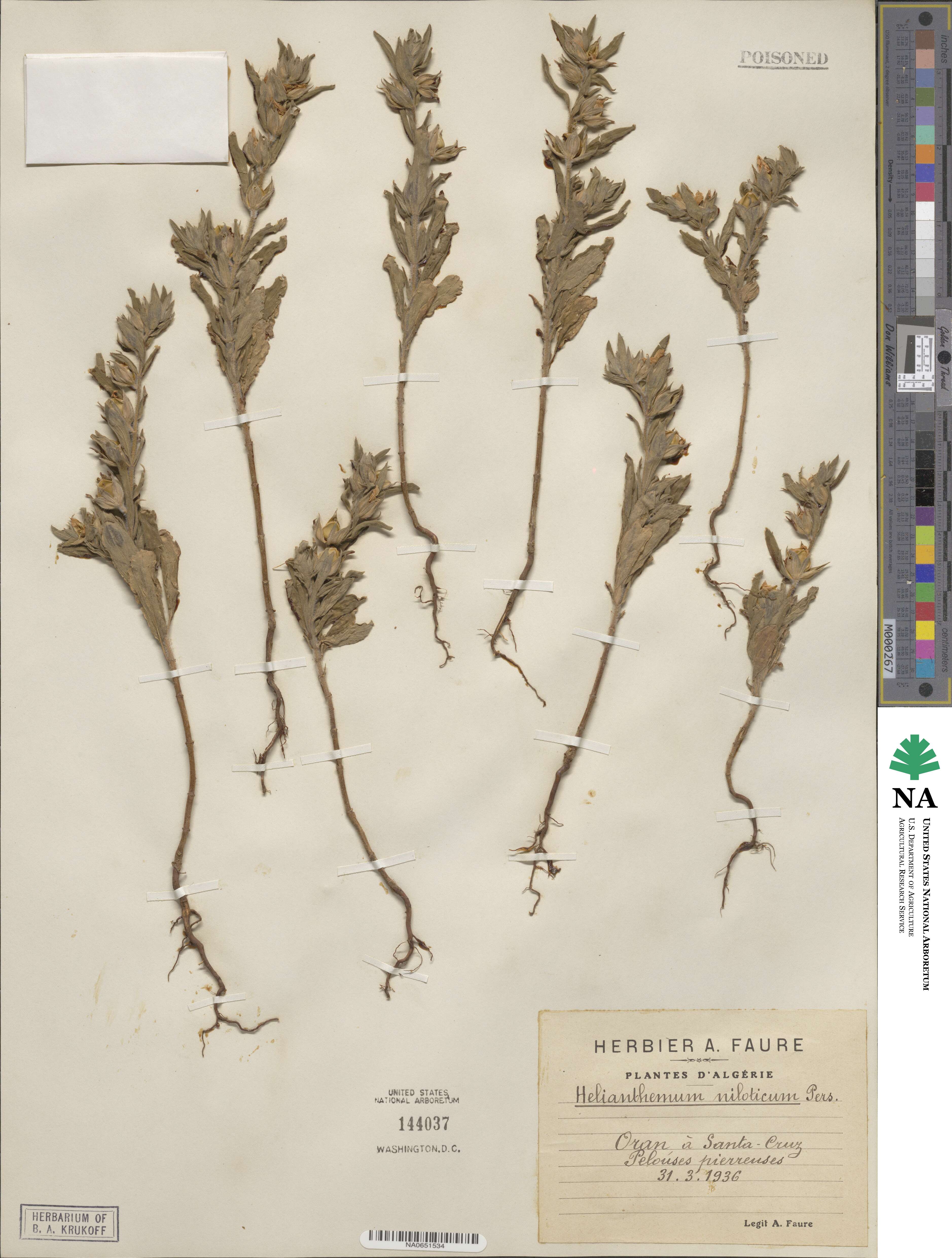Helianthemum ledifolium subsp. ledifolium image