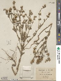 Helianthemum ledifolium image