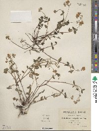 Helianthemum origanifolium image