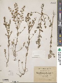 Helianthemum salicifolium image