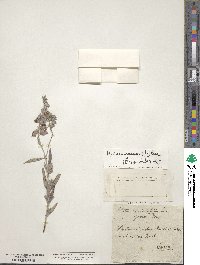 Helianthemum nummularium image