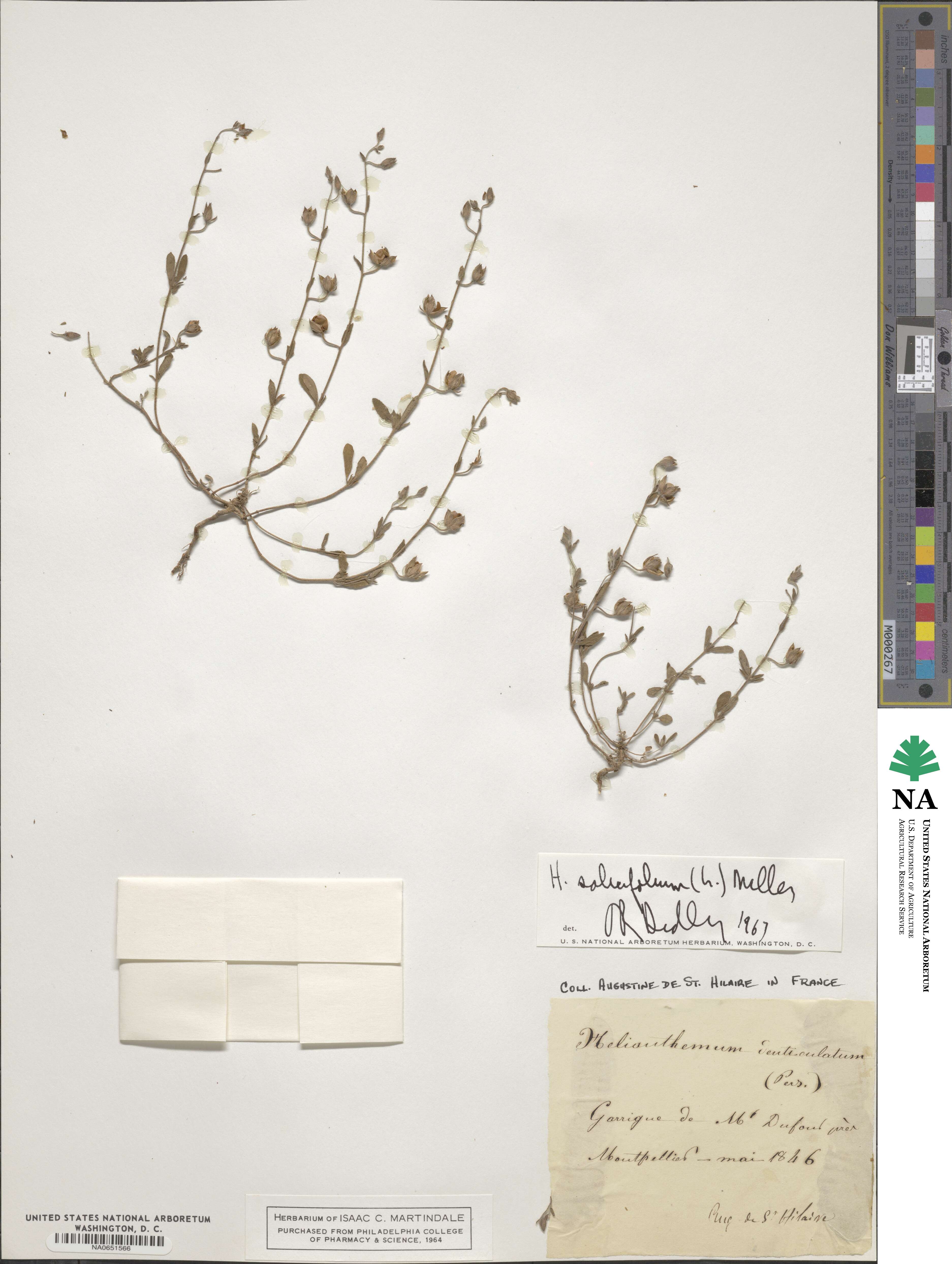 Helianthemum salicifolium image