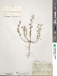 Helianthemum salicifolium image