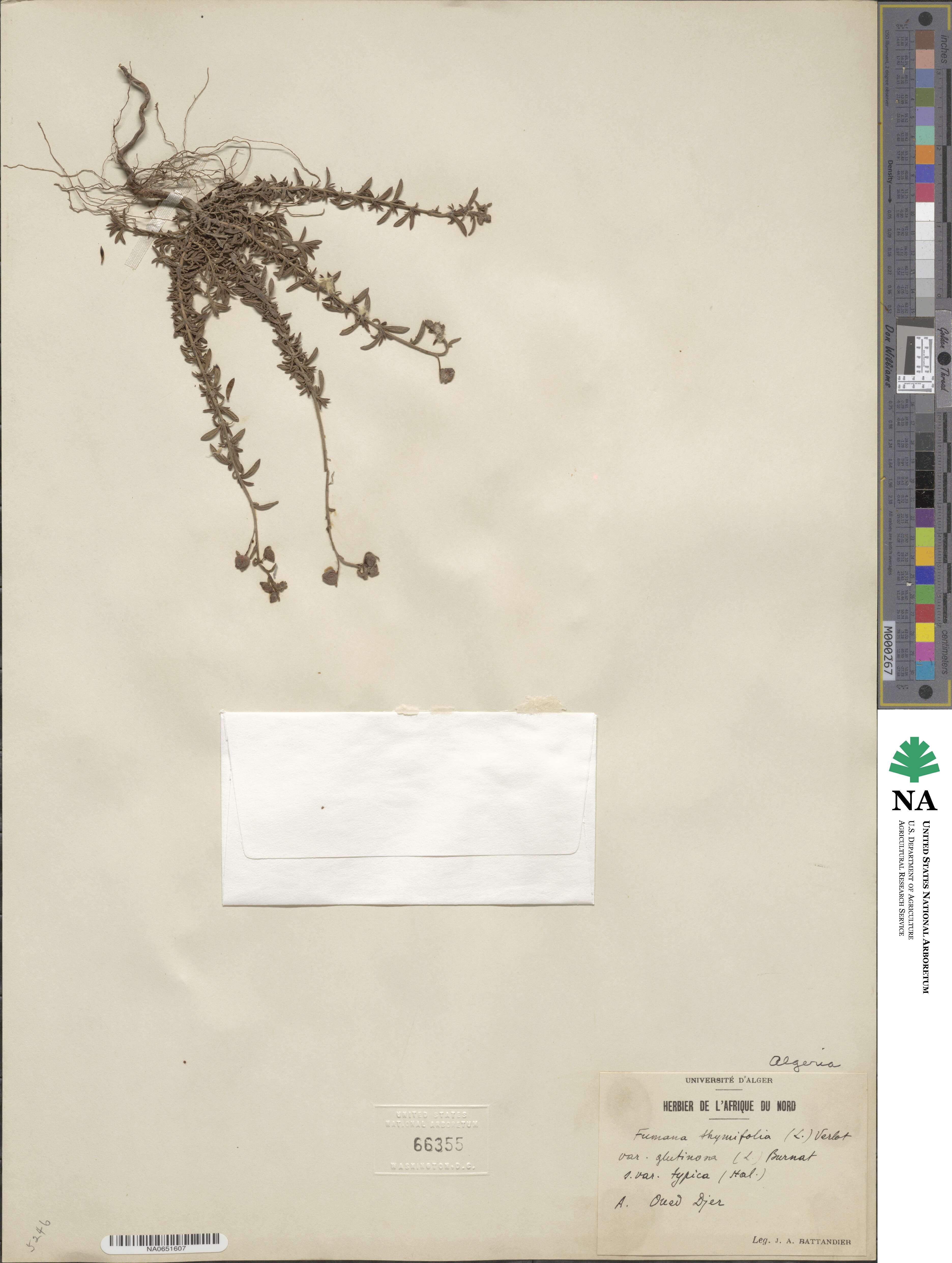 Fumana thymifolia image