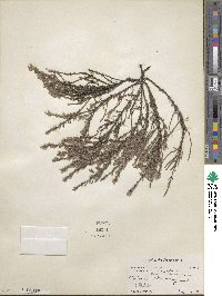 Hudsonia ericoides image