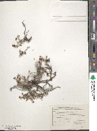 Fumana procumbens image