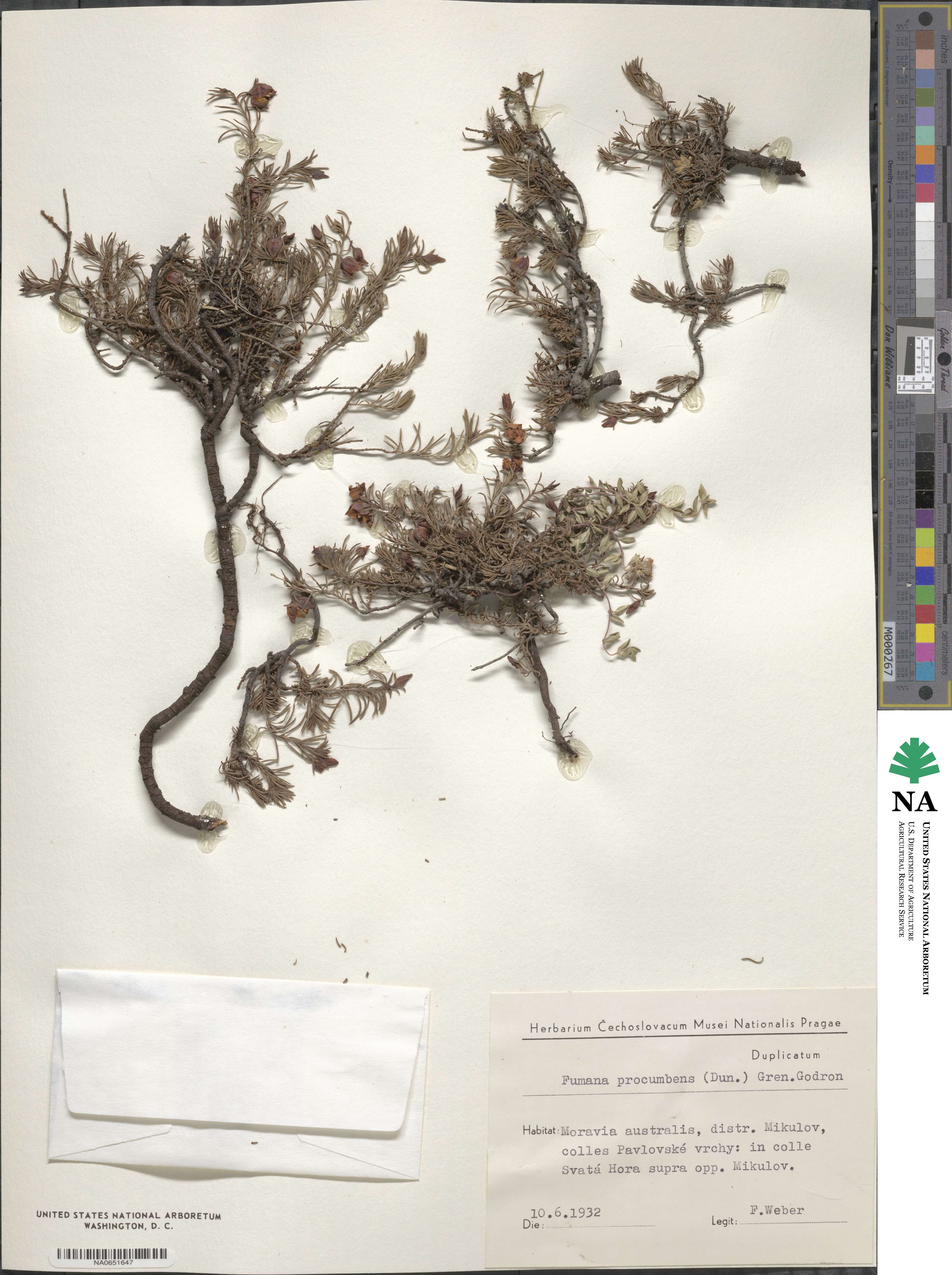 Fumana procumbens image
