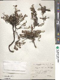 Fumana procumbens image