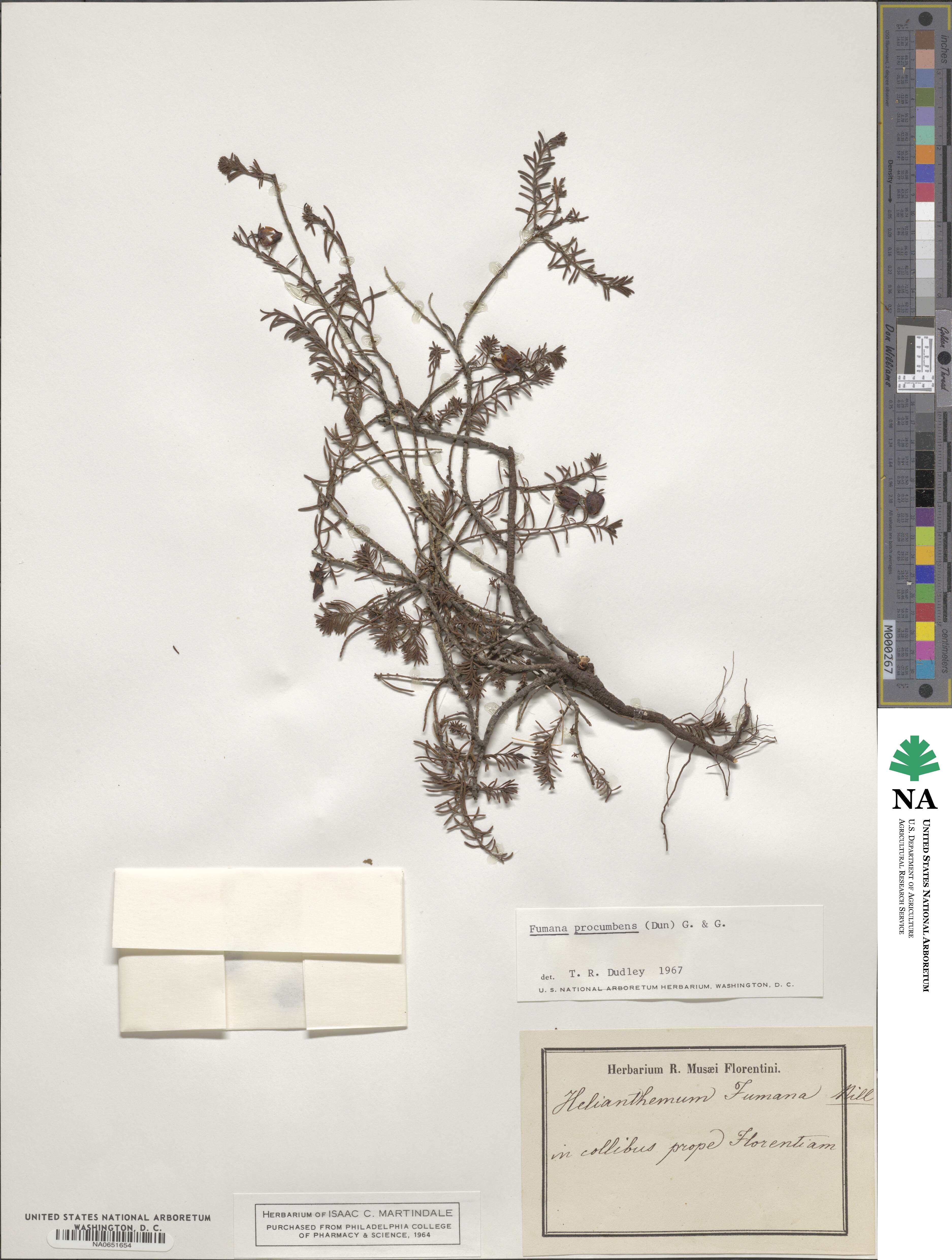 Fumana procumbens image