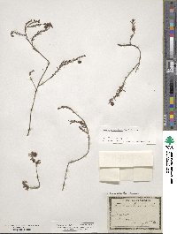 Fumana procumbens image