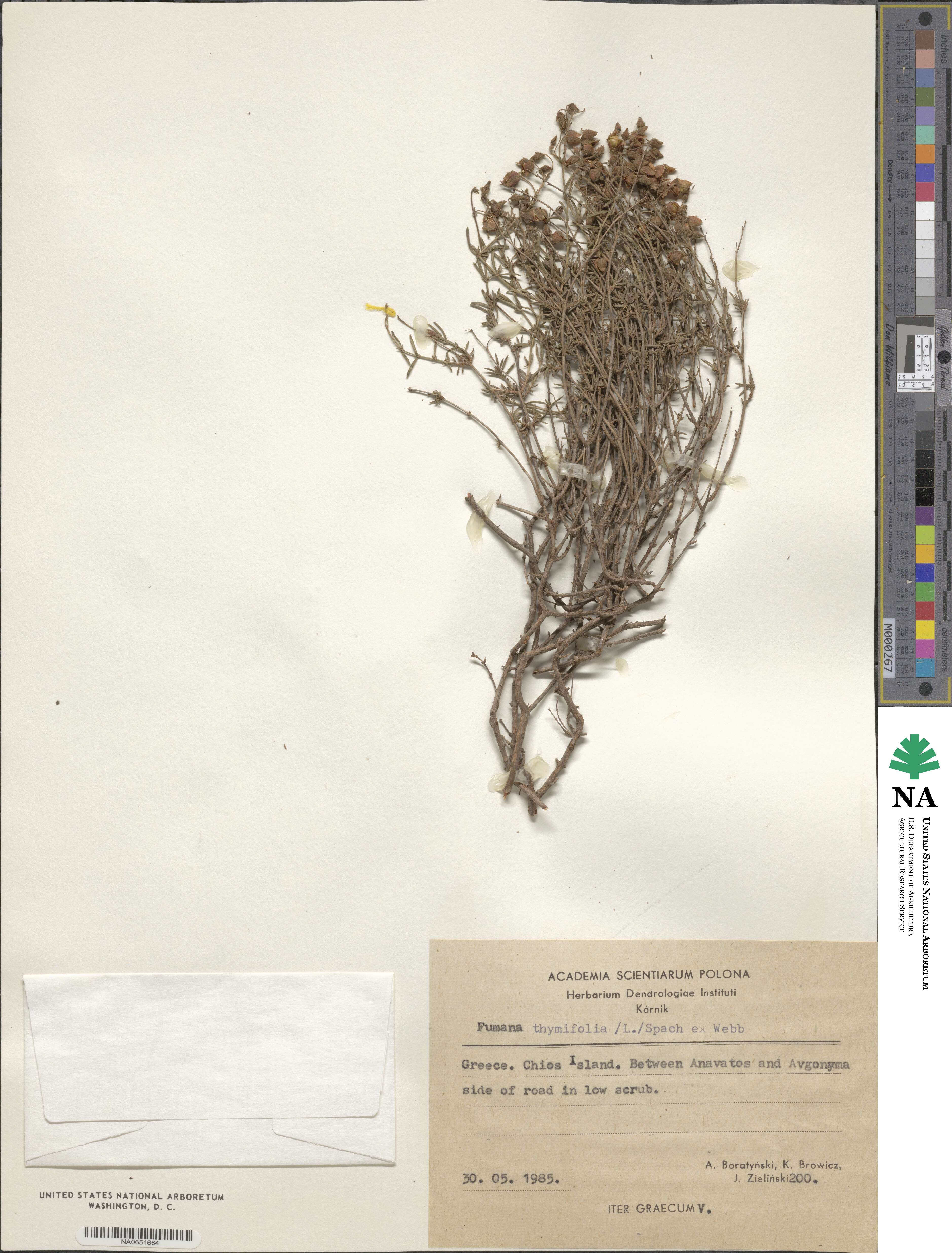 Cistaceae image
