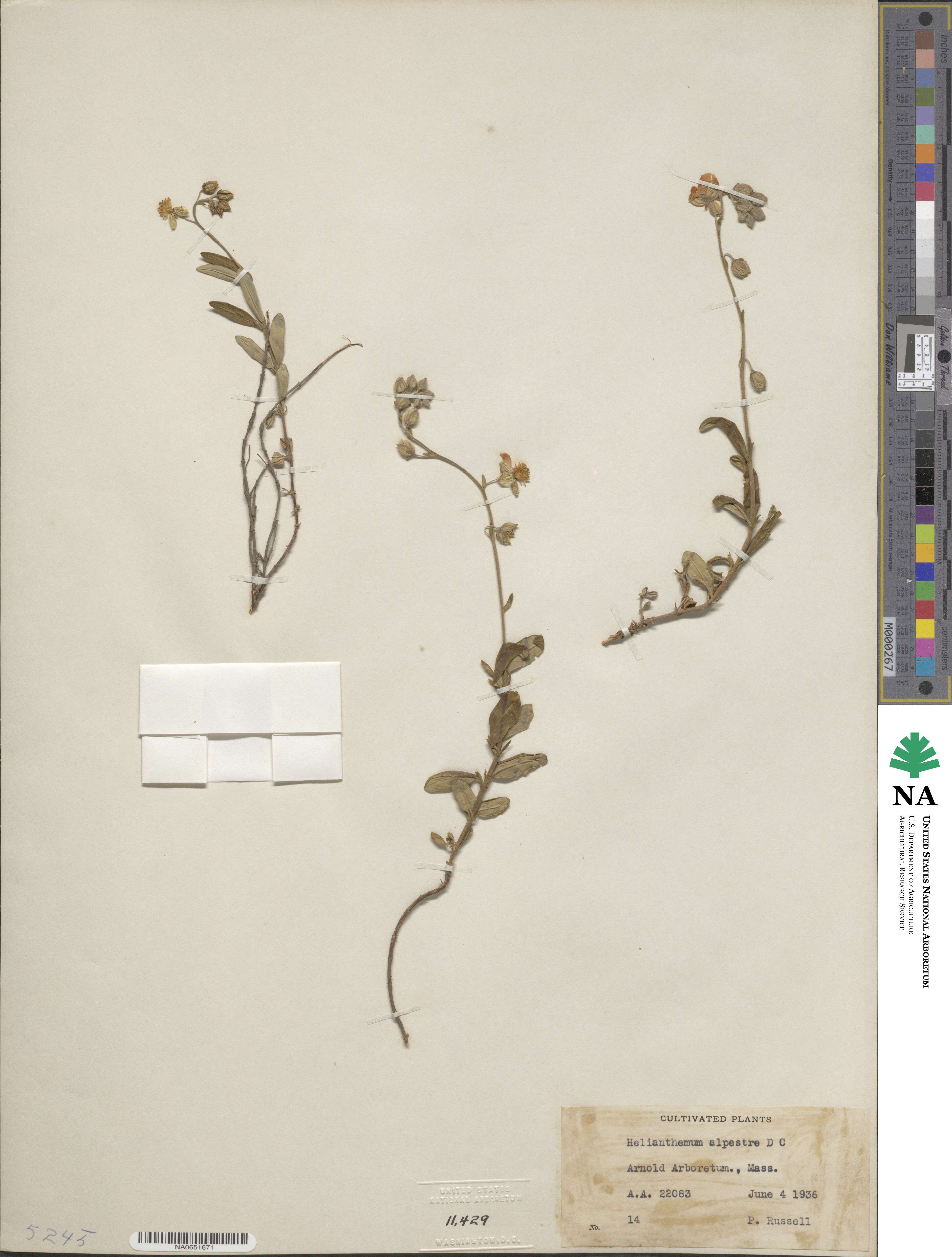 Helianthemum alpestre image