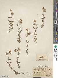 Helianthemum nummularium image