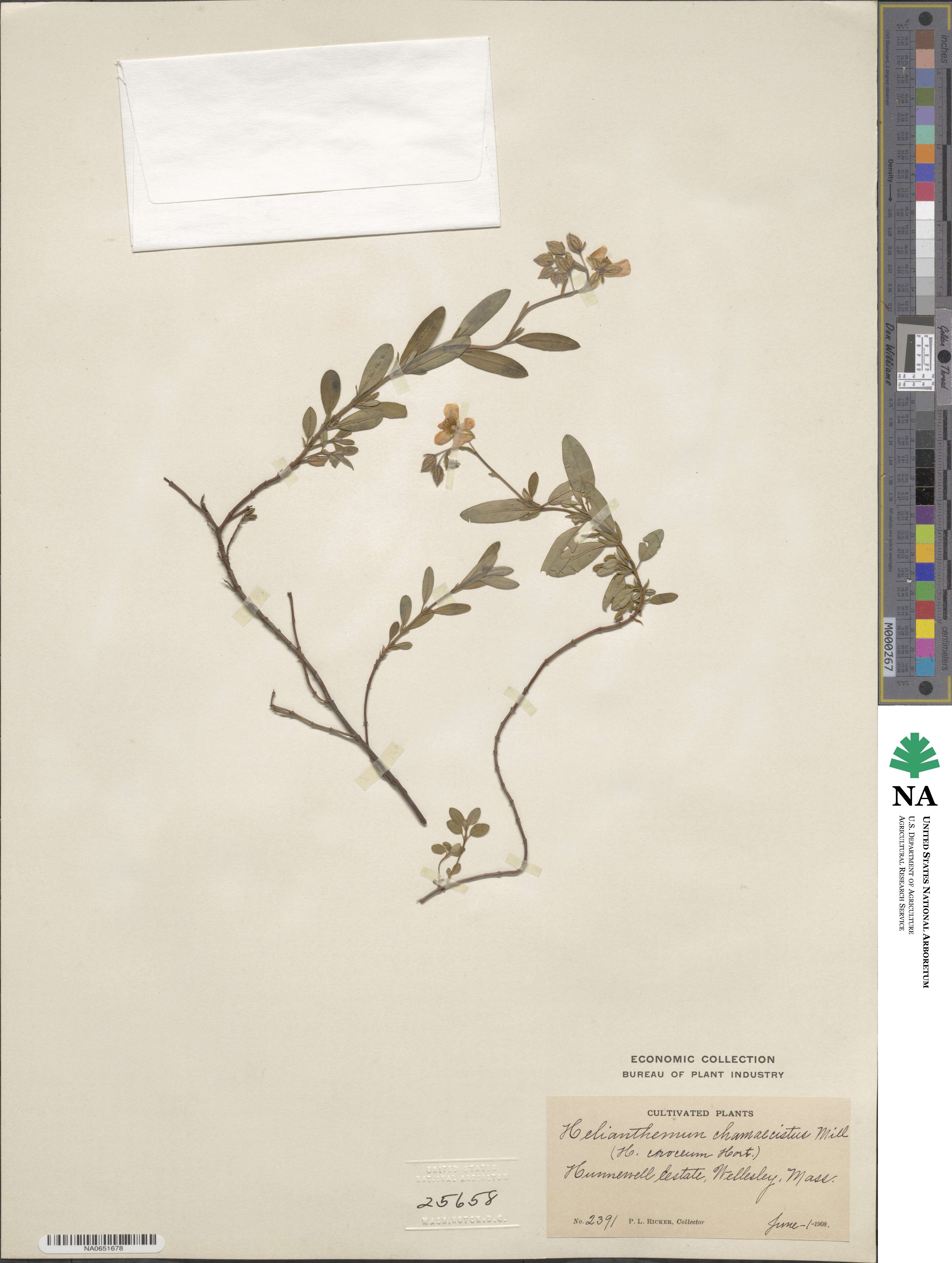 Helianthemum nummularium subsp. obscurum image