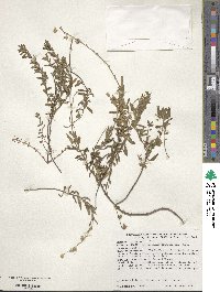 Helianthemum nummularium image