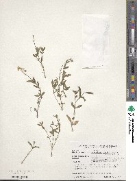 Helianthemum nummularium subsp. grandiflorum image