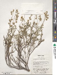 Helianthemum nummularium image