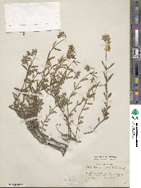 Helianthemum nummularium image