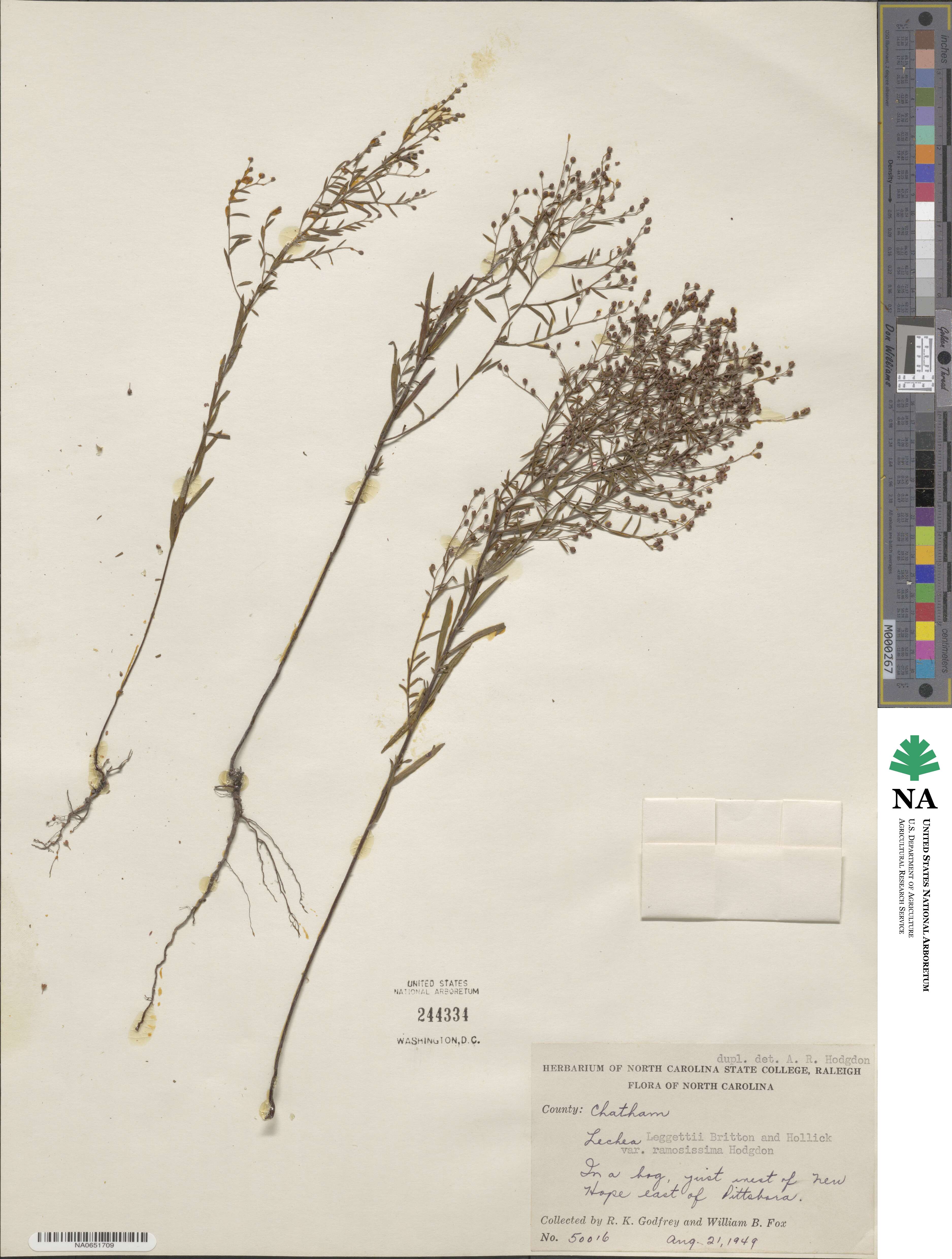 Lechea pulchella image