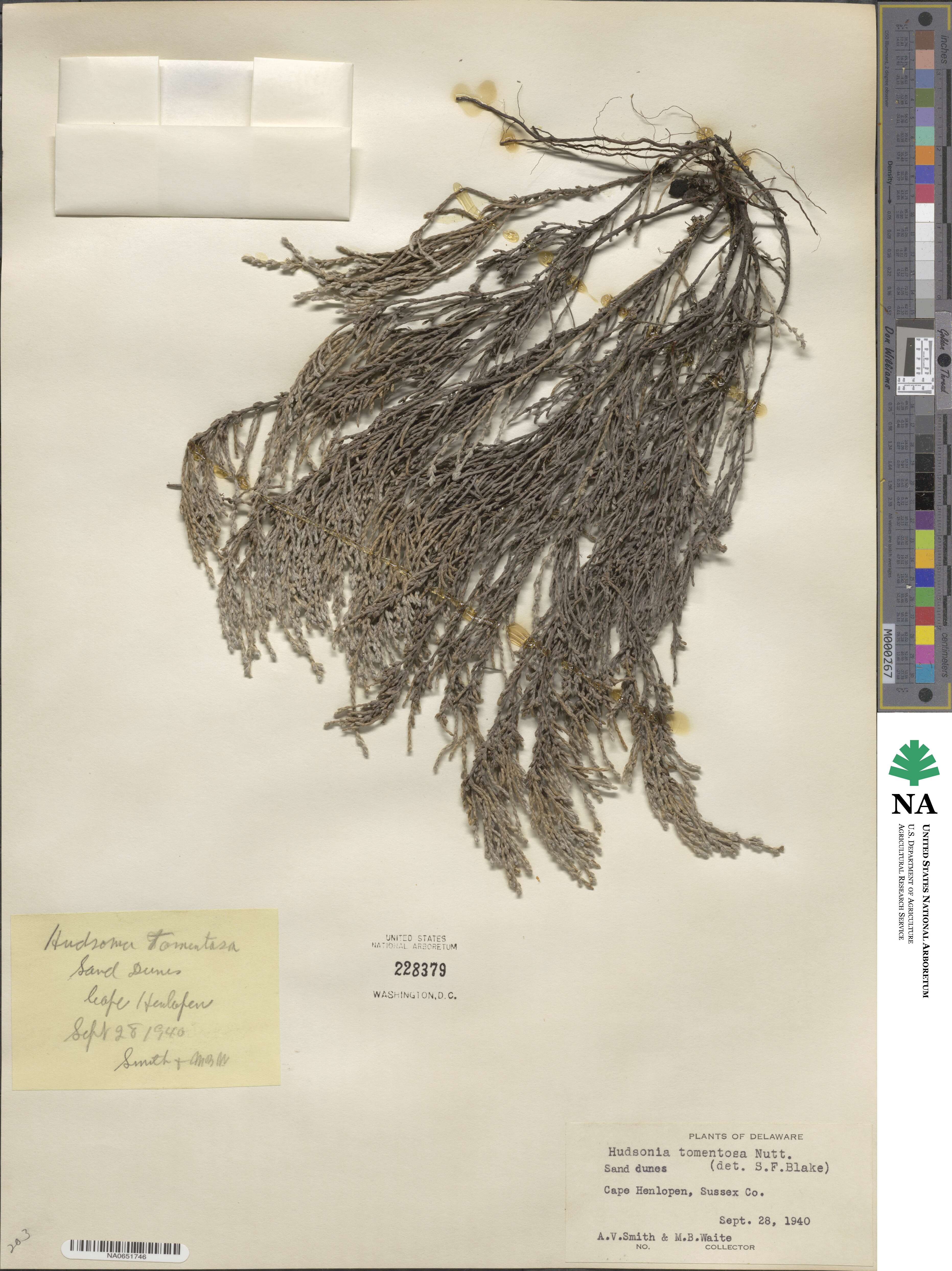 Hudsonia tomentosa image