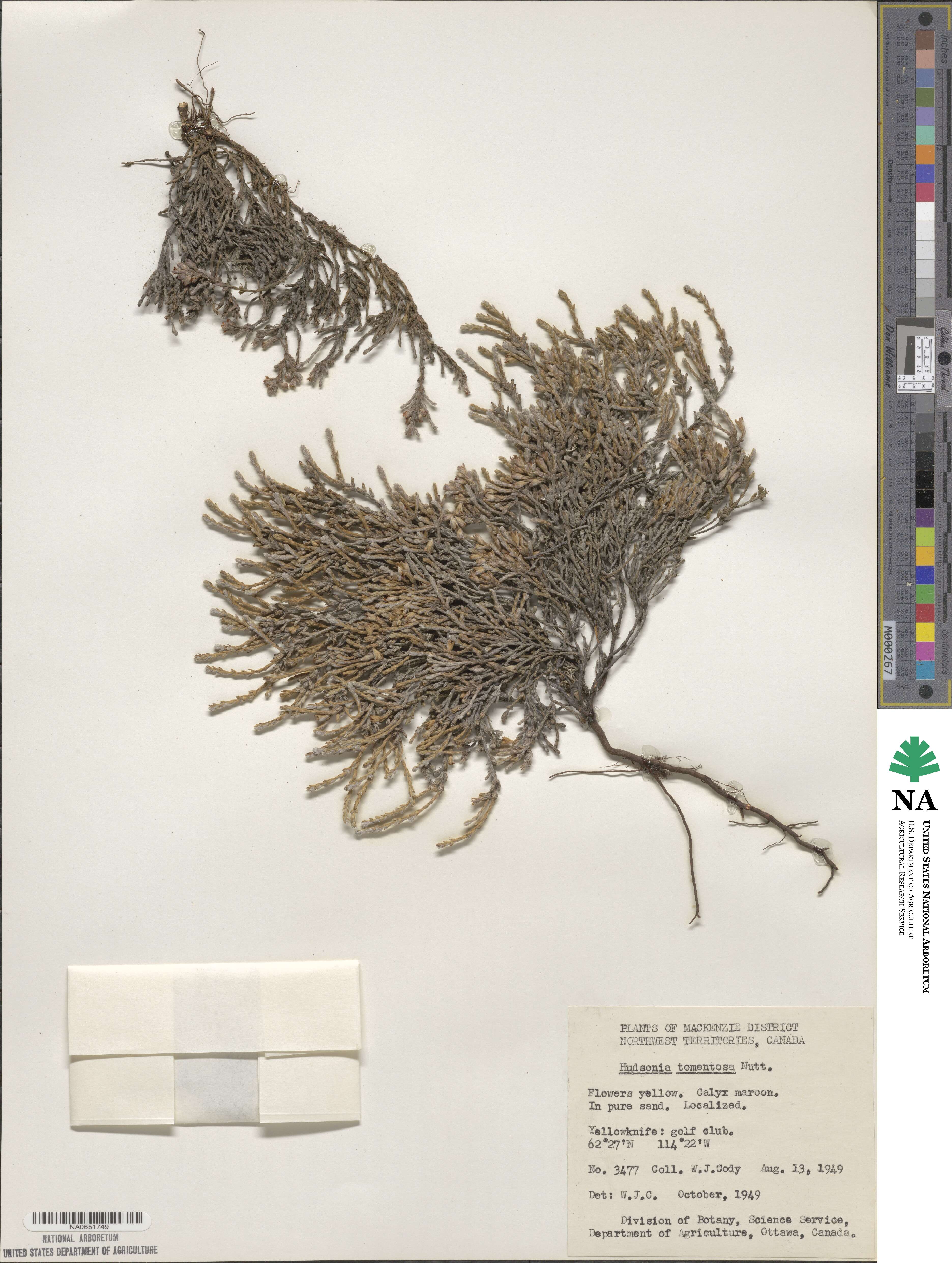 Hudsonia tomentosa image