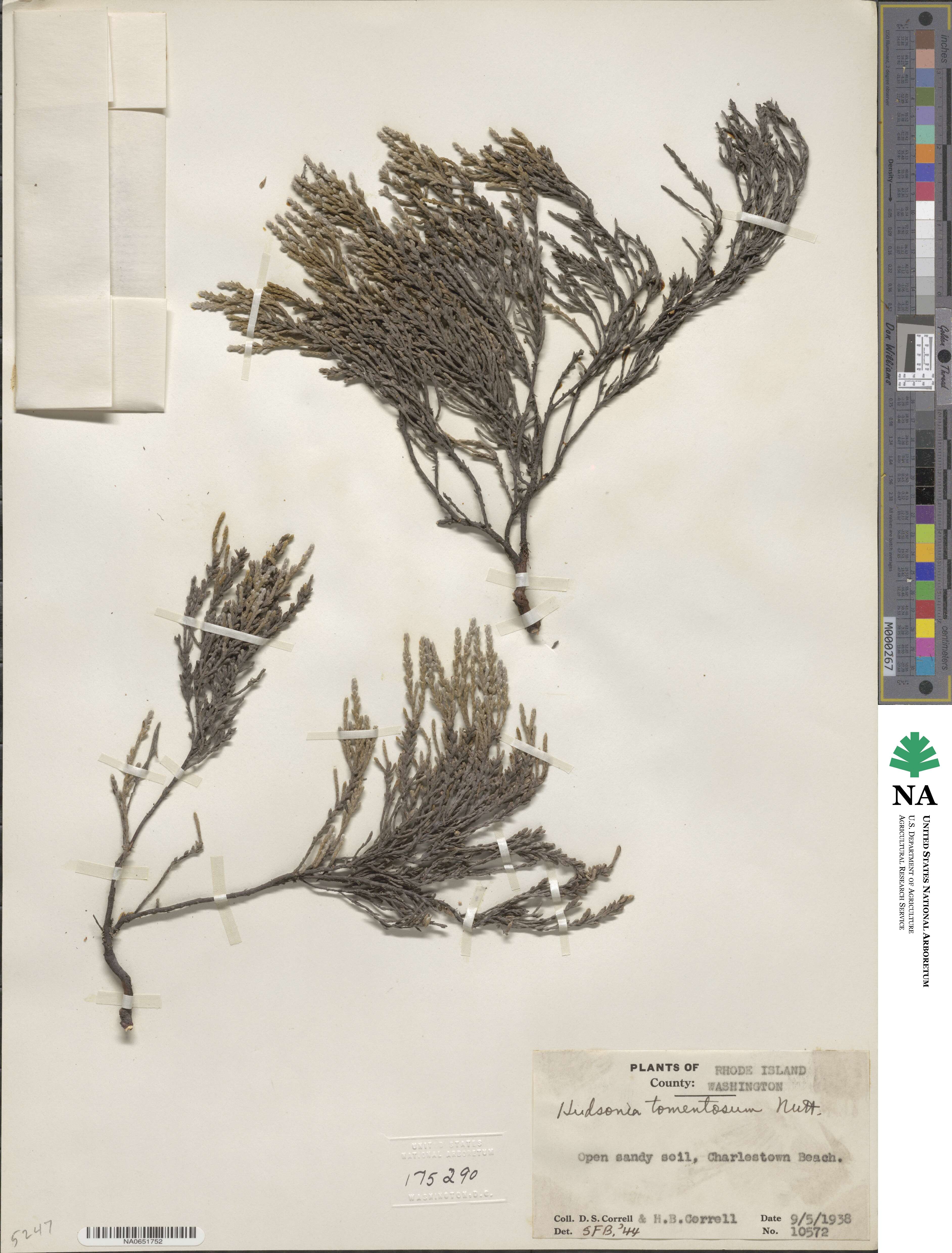 Hudsonia tomentosa image