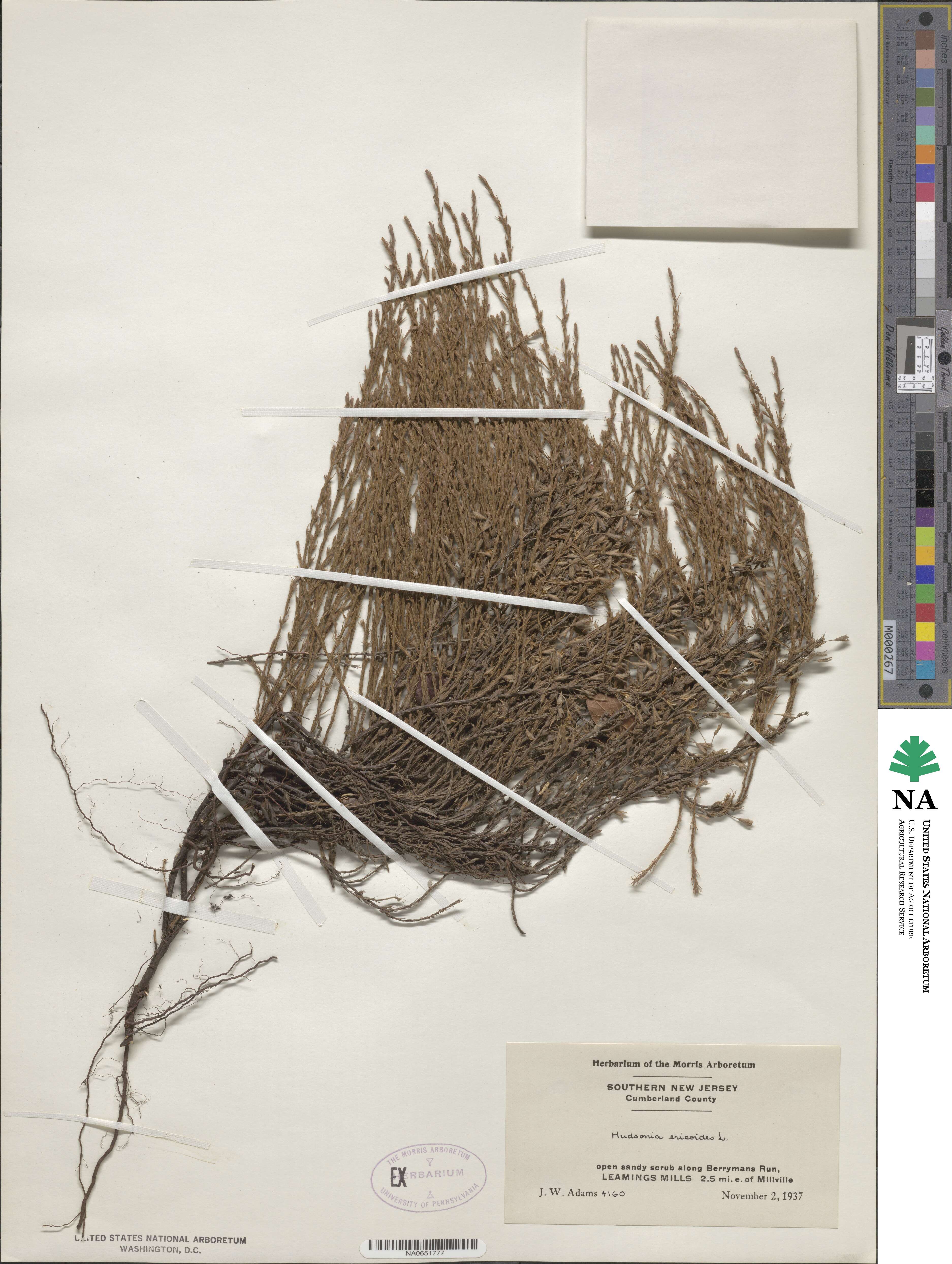 Hudsonia ericoides image