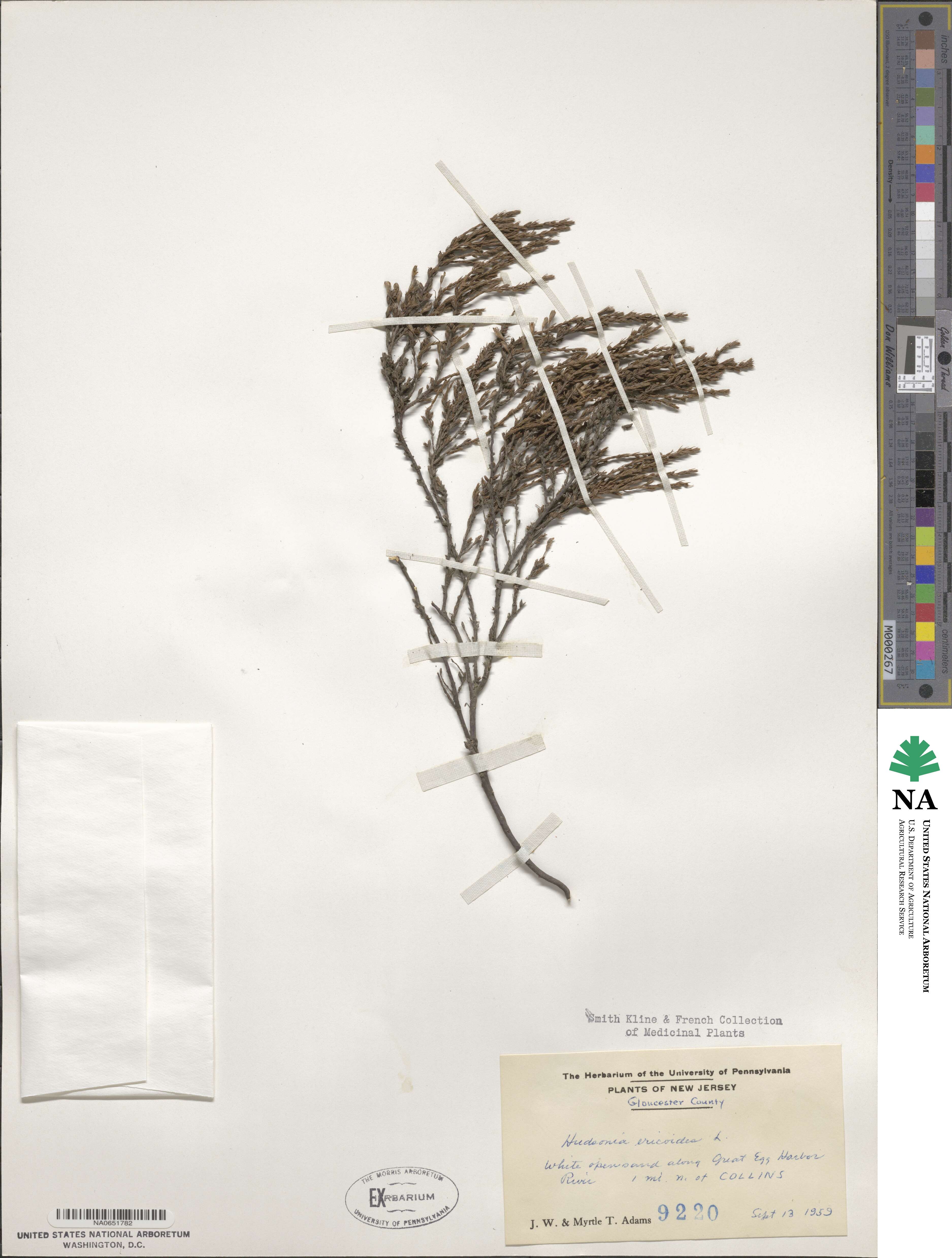 Hudsonia ericoides image