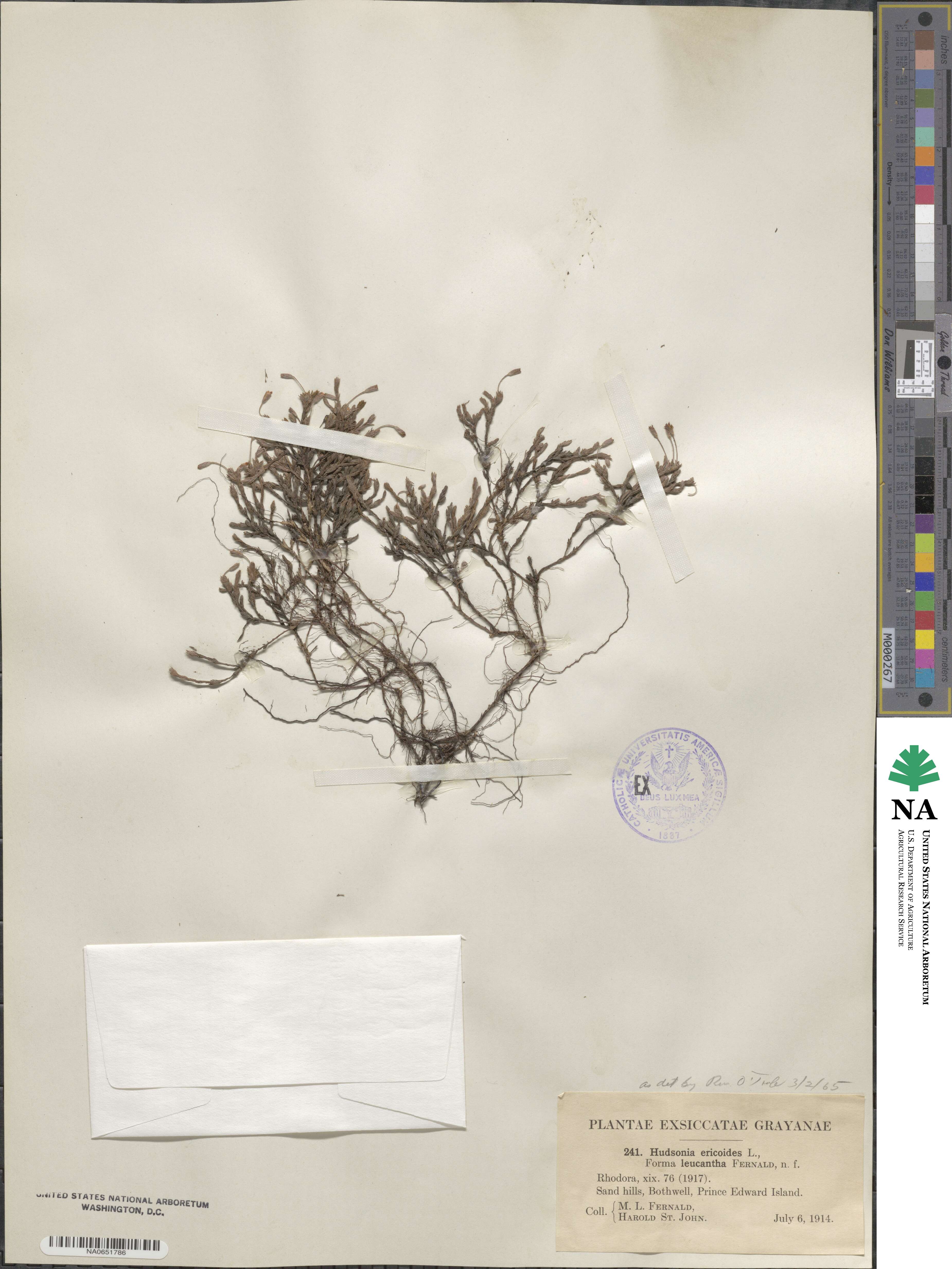 Hudsonia ericoides image