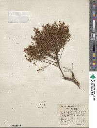 Lechea sessiliflora image