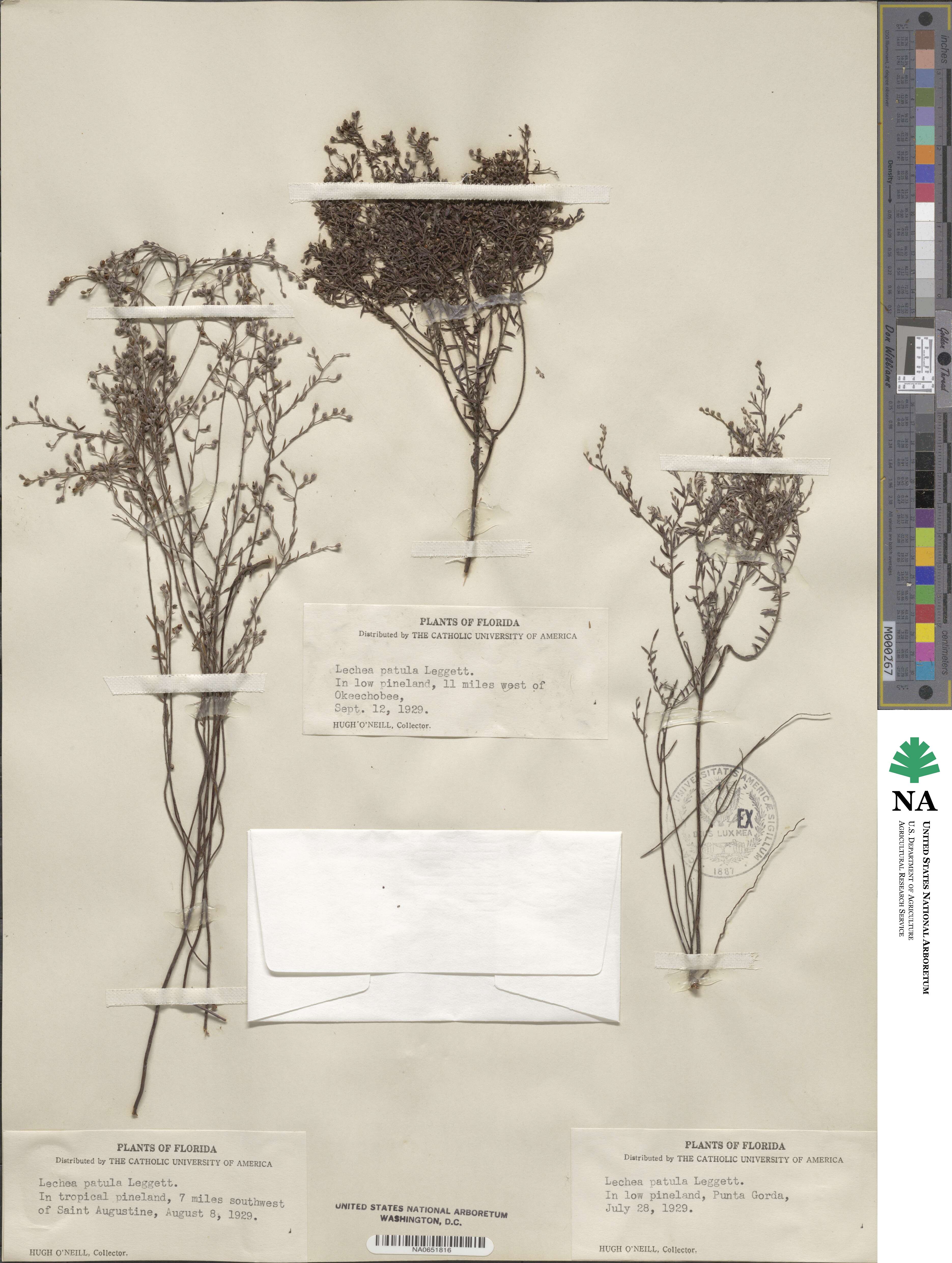 Lechea sessiliflora image