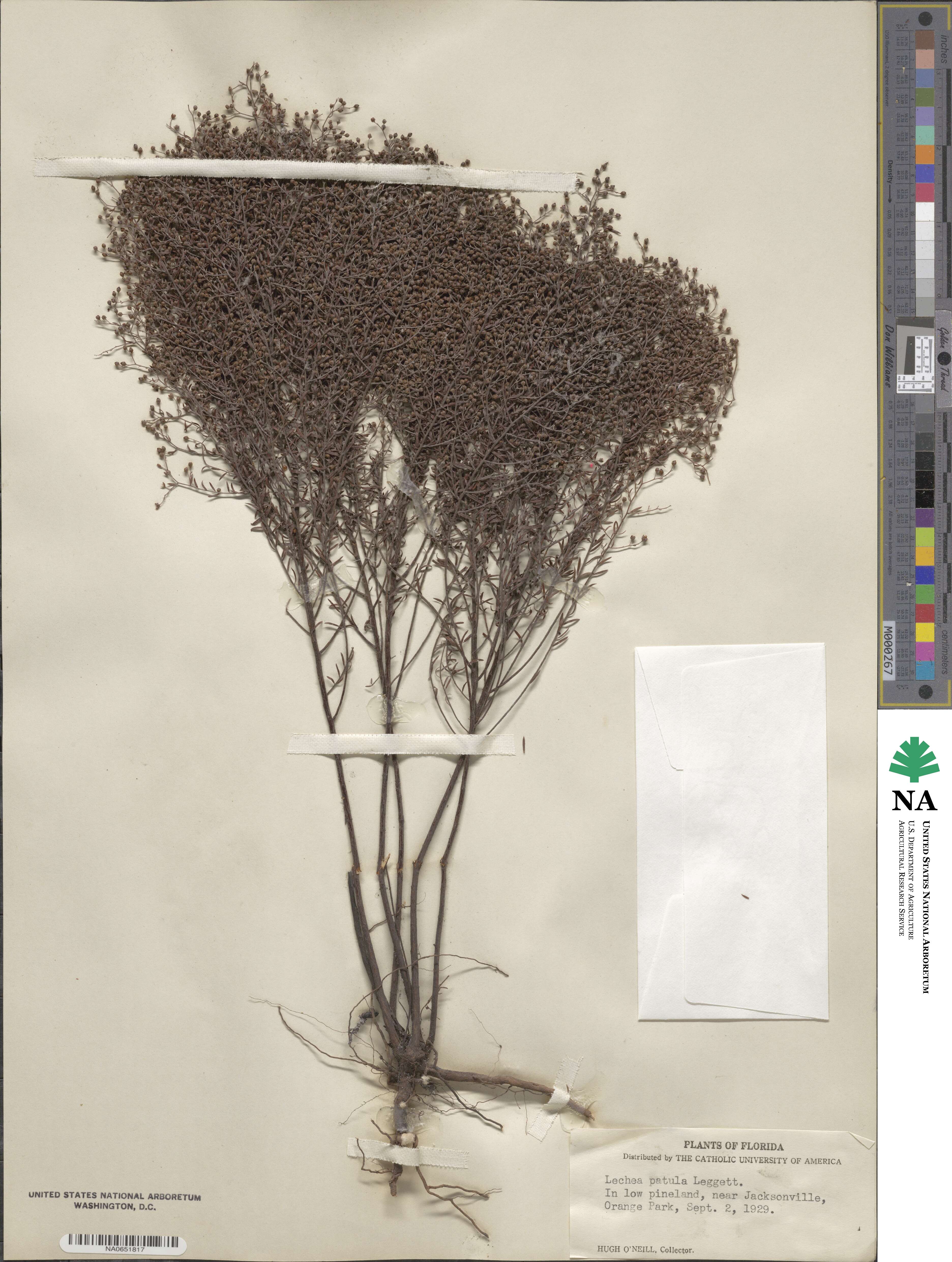 Lechea sessiliflora image