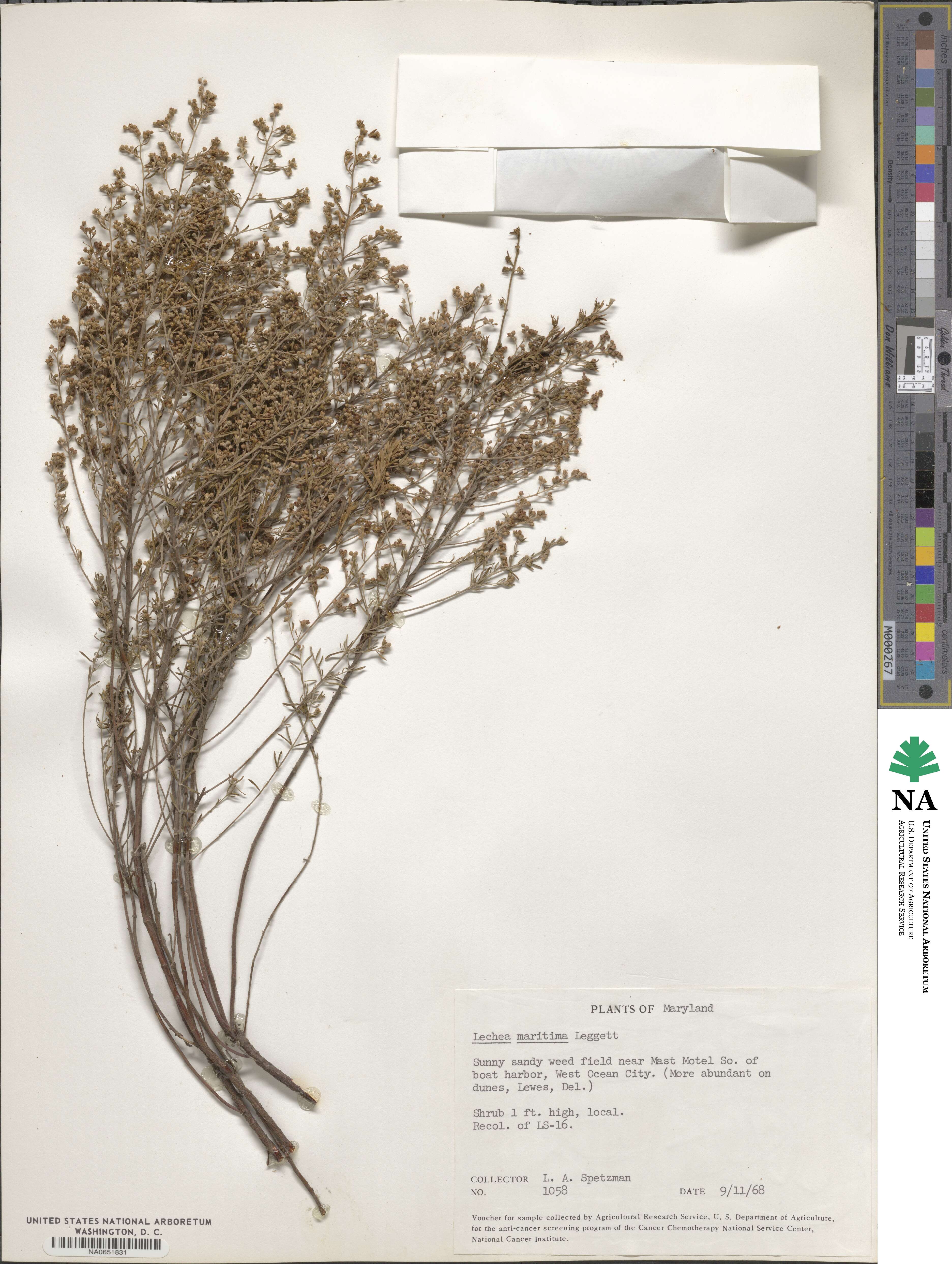Lechea maritima image